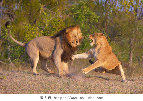 打架的两个狮子狮子 (猫科狮子座) 和战斗的母狮